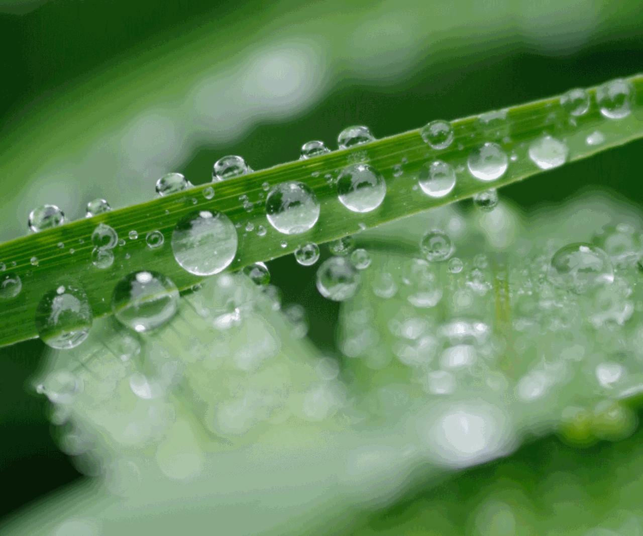 Water drops on green leaves